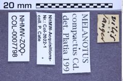 Etikette zu Melanotus compactus (NHMW-ZOO-COL-0007798)